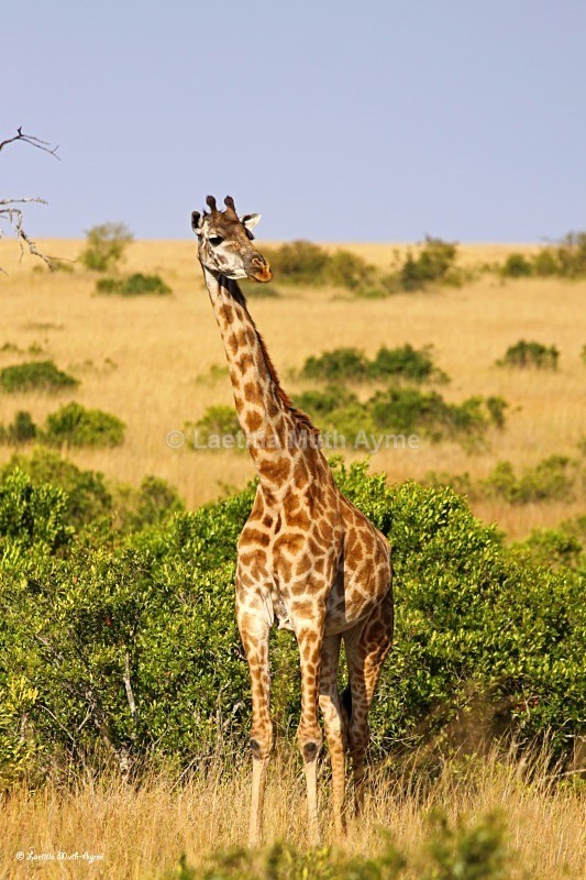 IMG_1730 Maasai Mara - Giraffes