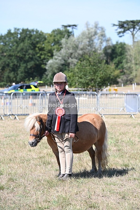 WJ6_8728 - Class 37b Best Loan Pony In-hand