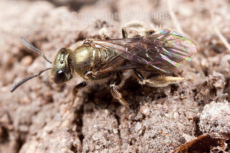 Lasioglossum smeathmanellum