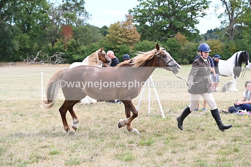 WJ6_5930 - Class 19 In-hand Veterans (Uploaded correct folder)