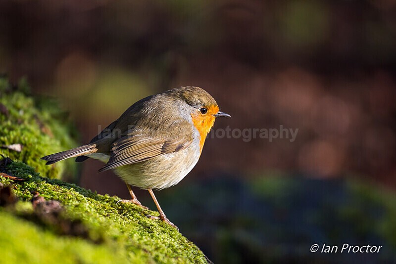 Sunlit Robin on a mossy log - Nature
