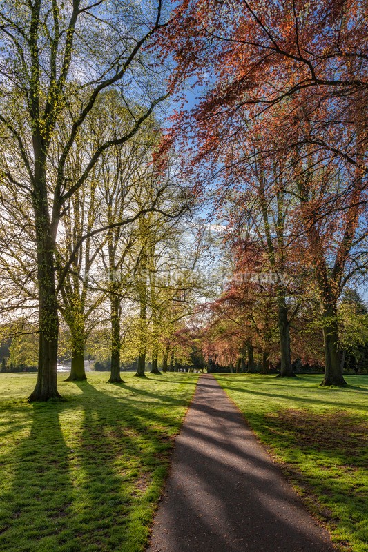 8SKJ6775 - Trees in Abington Park