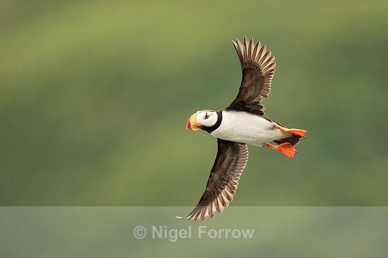 Flying Horned Puffin wings outstretched, Duck Island, Alaska - Horned Puffin