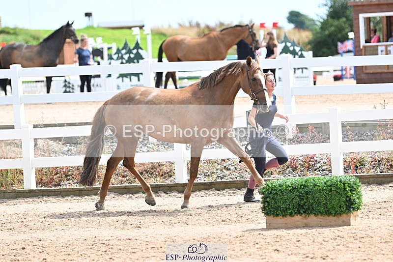240717A-144255-02229 - Trot Up 2pm to 3pm - This folder is not in time order