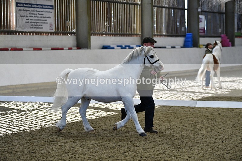 WJ5_3647 - Class 5 In Hand Veterans