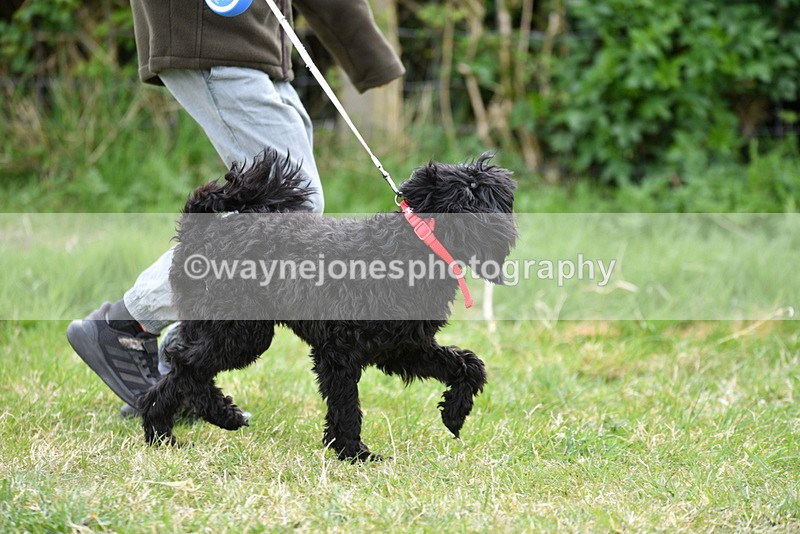 WJ5_9157 - Class 1 Best Cross Breed / Heniz 57