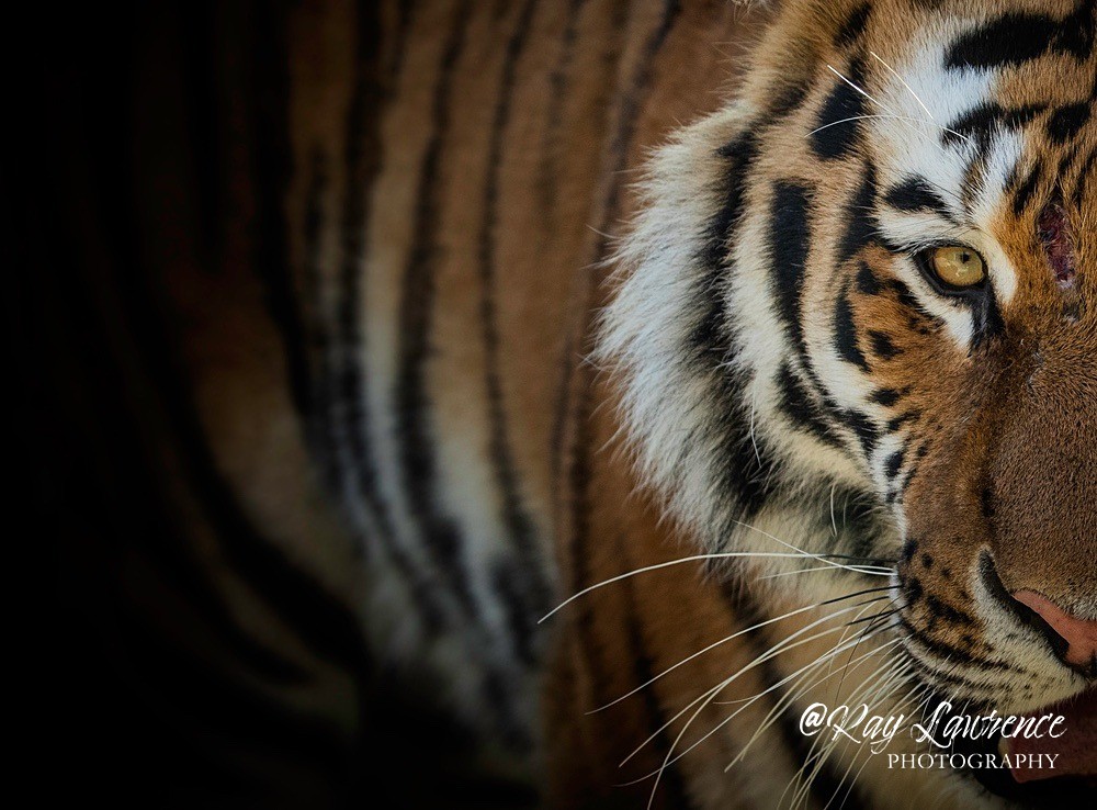 Amur Tiger -RLP_9847c - Vulnerable and Beyond