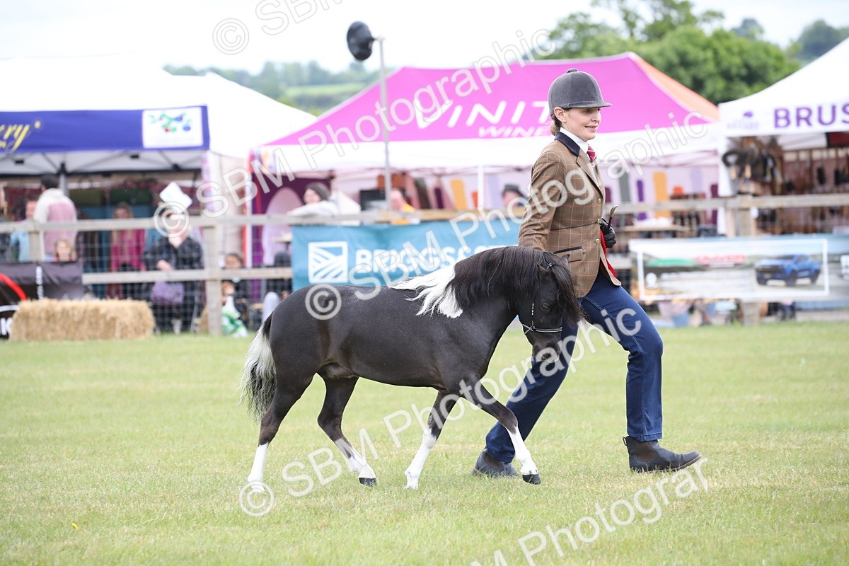 SBM_03588 - Class 23-25 - British Miniature Horse of the Year