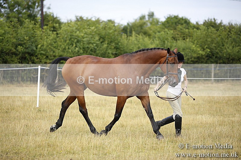 _C7A9567 - BVRC Sow 2018 Ring 2