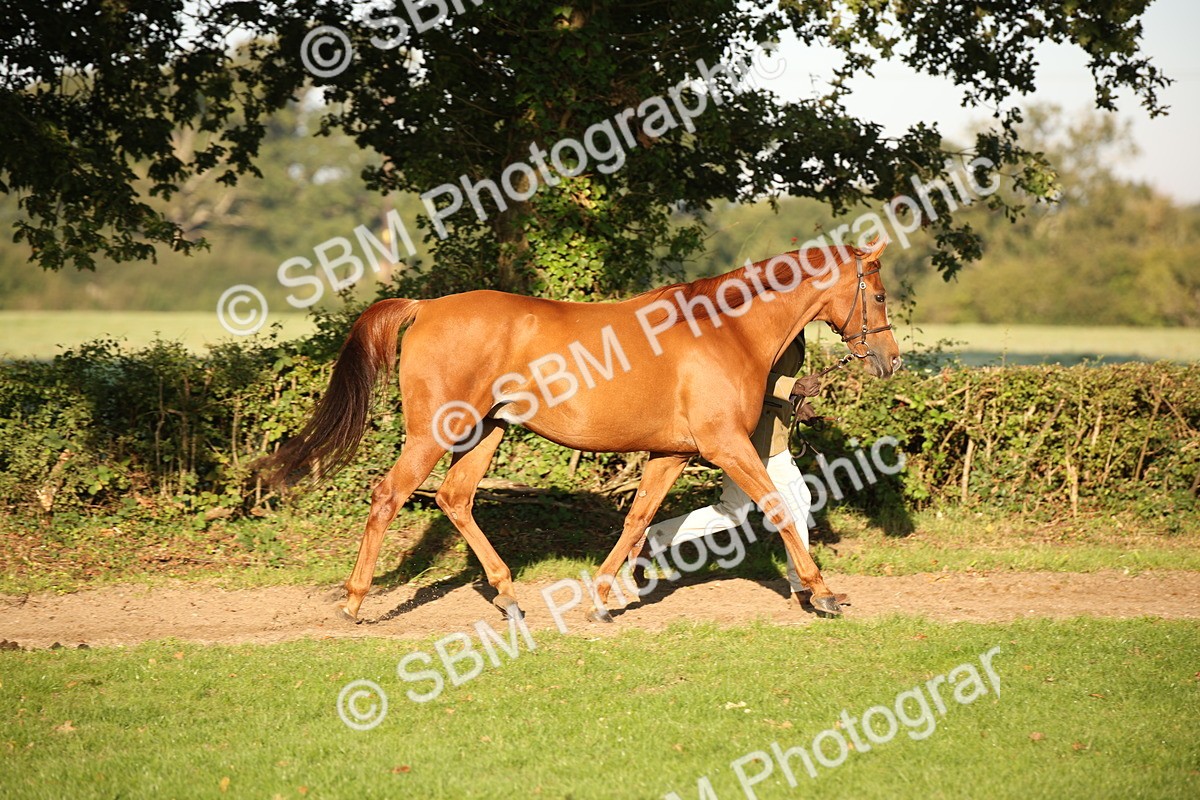 SBM_57555 - S50 - Foreign Breeds In Hand