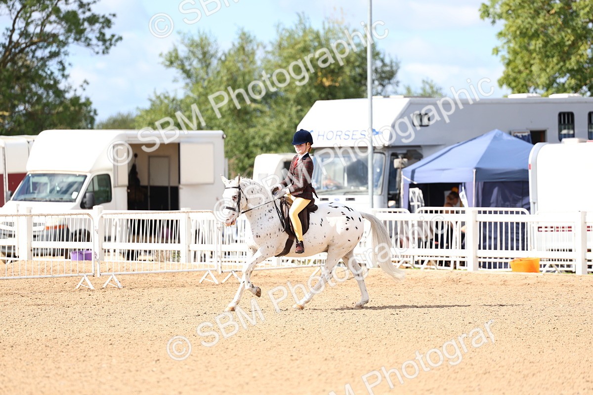 SBM_10811 - Class 305 - Ridden Foreign Breeds - Pure Bred
