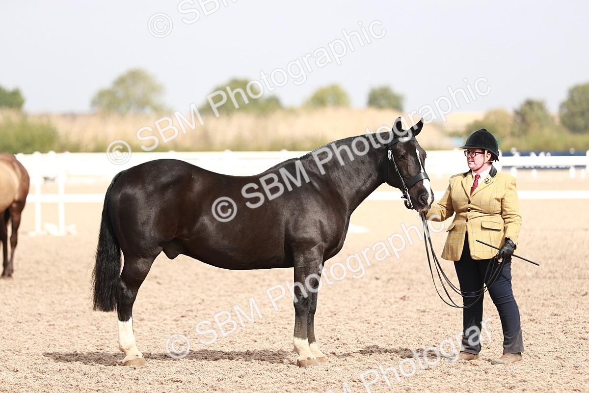 SBM_13244 - Class 208 IH Veteran Horse
