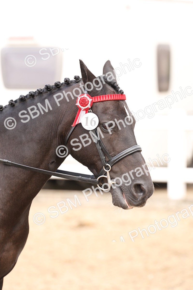 SBM_04245 - Class 54 - Riding Club Horse/Pony