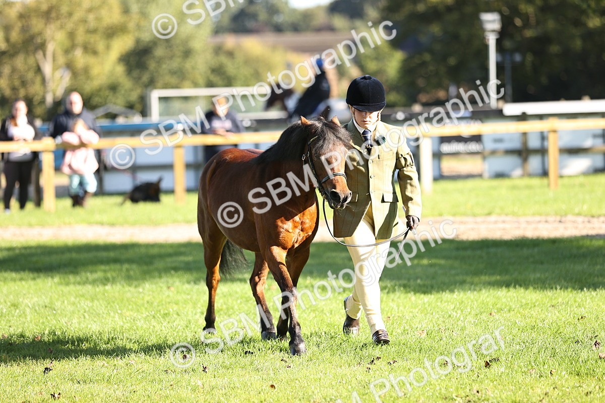 SBM_15890 - S1 - TSR in Hand Horse & Pony Showing