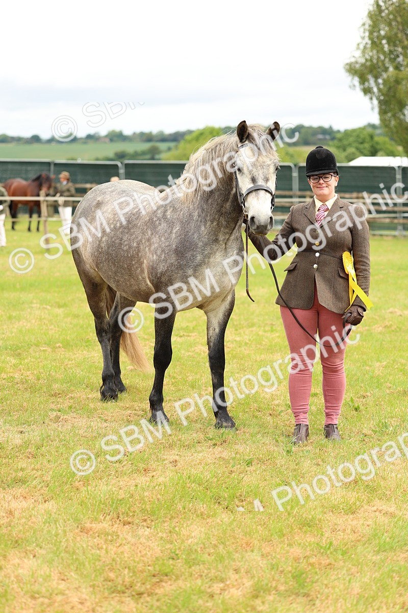SBM_04132 - Class 64-67 - Shetland Pony In Hand