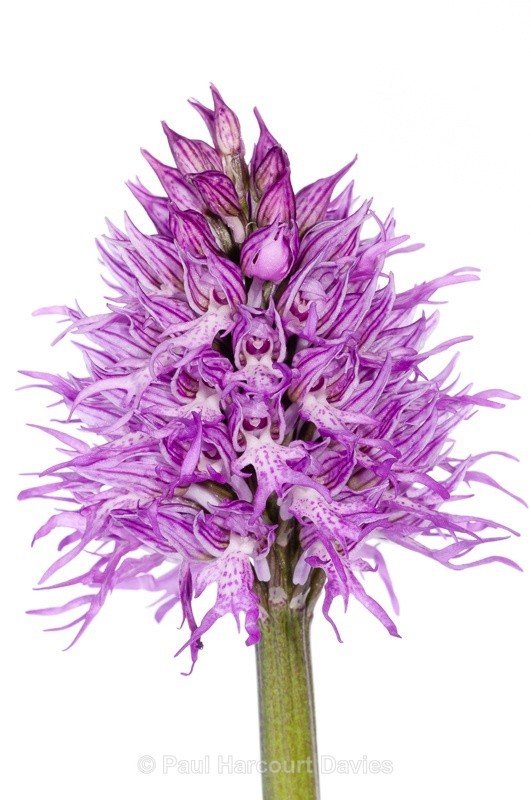  - WB: Orchids - Orchis