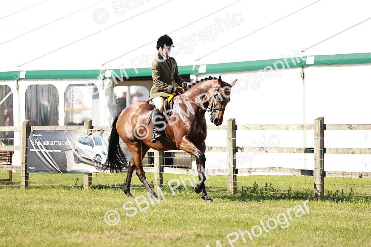 SBM_18964 - Class 114 - RIHS & SEIB Open Working Show Horse