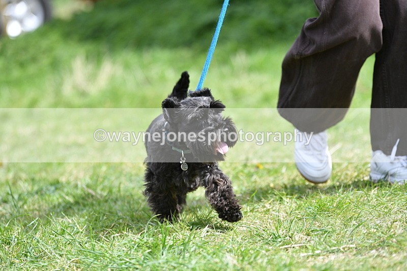 WJ5_0412 - Class 7 Best Terrier