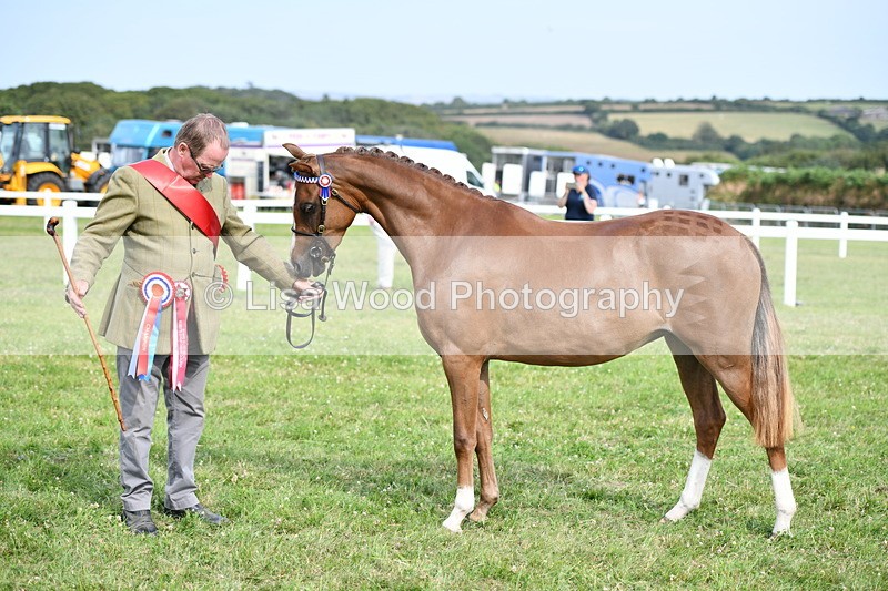 DSC_9101 - SP/SHP Pony Breeding Championship