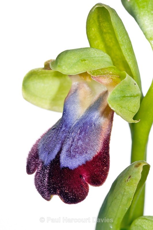  - WB: Orchids - Ophrys