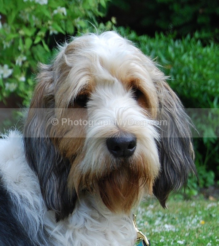  - Grand Basset Griffon Vendeen