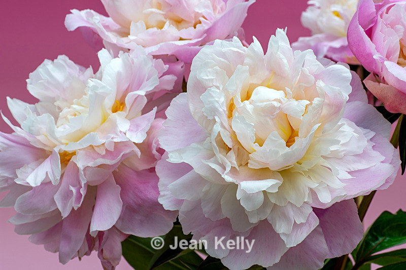 Peonies - DSC_3944 - Pink