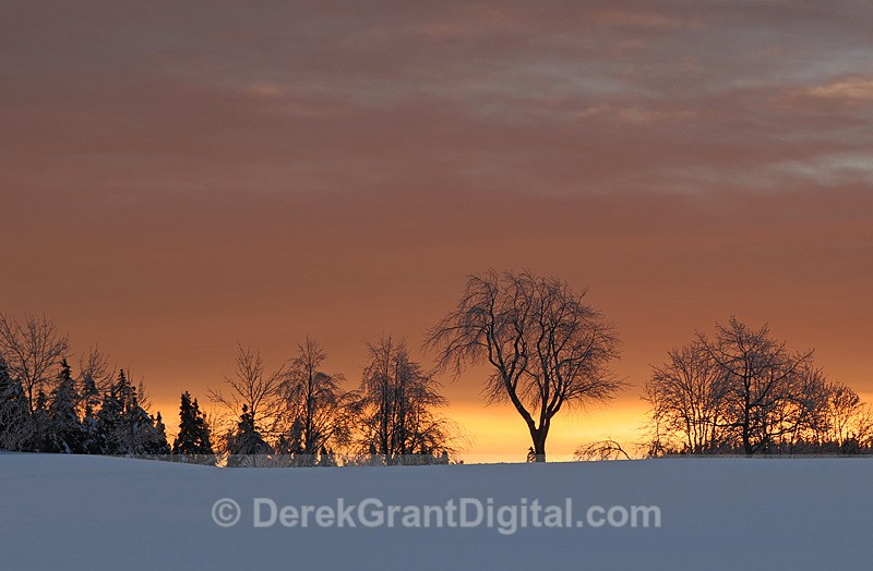 Trees at Dawn - Sunset/Moonrise