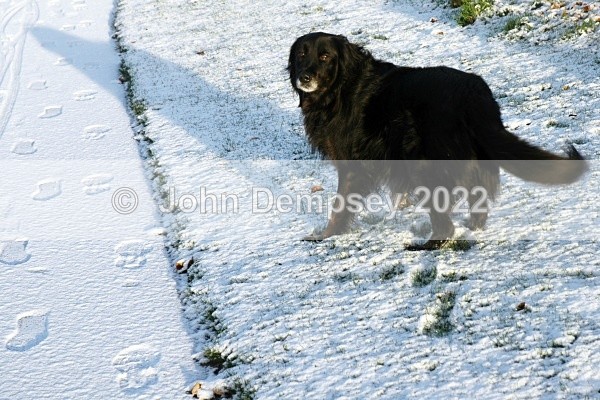 Follow T he Snowprints - Walking the Dog