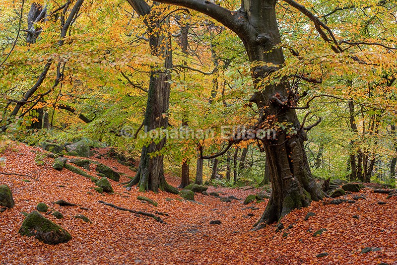Padley Gorge - The Peak District