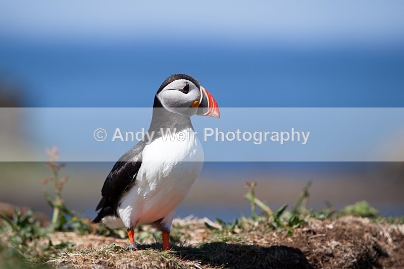20120531-_MG_0002 - Puffin