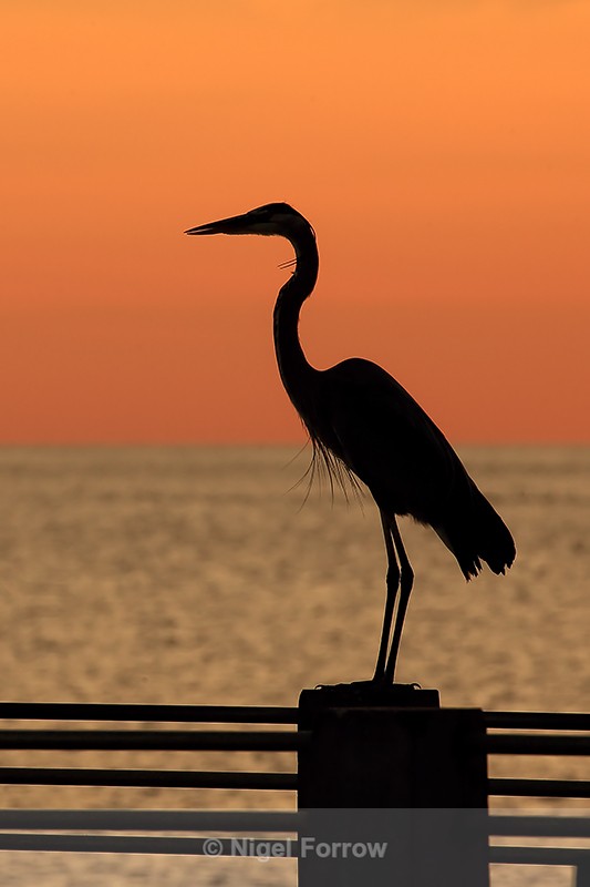 Great Blue Heron, orange sky - Fort De Soto, Florida - Great Blue Heron