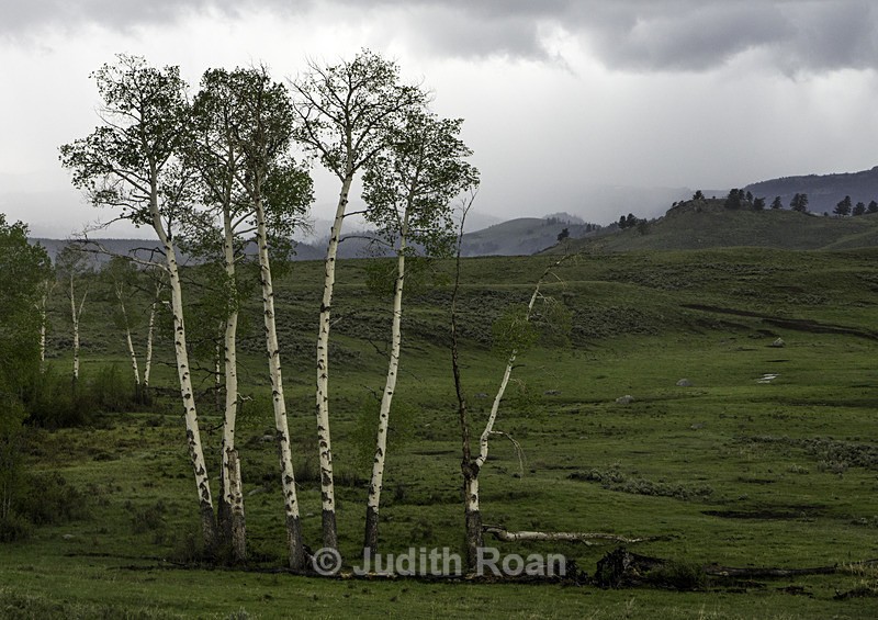 Aspens - Yellowstone