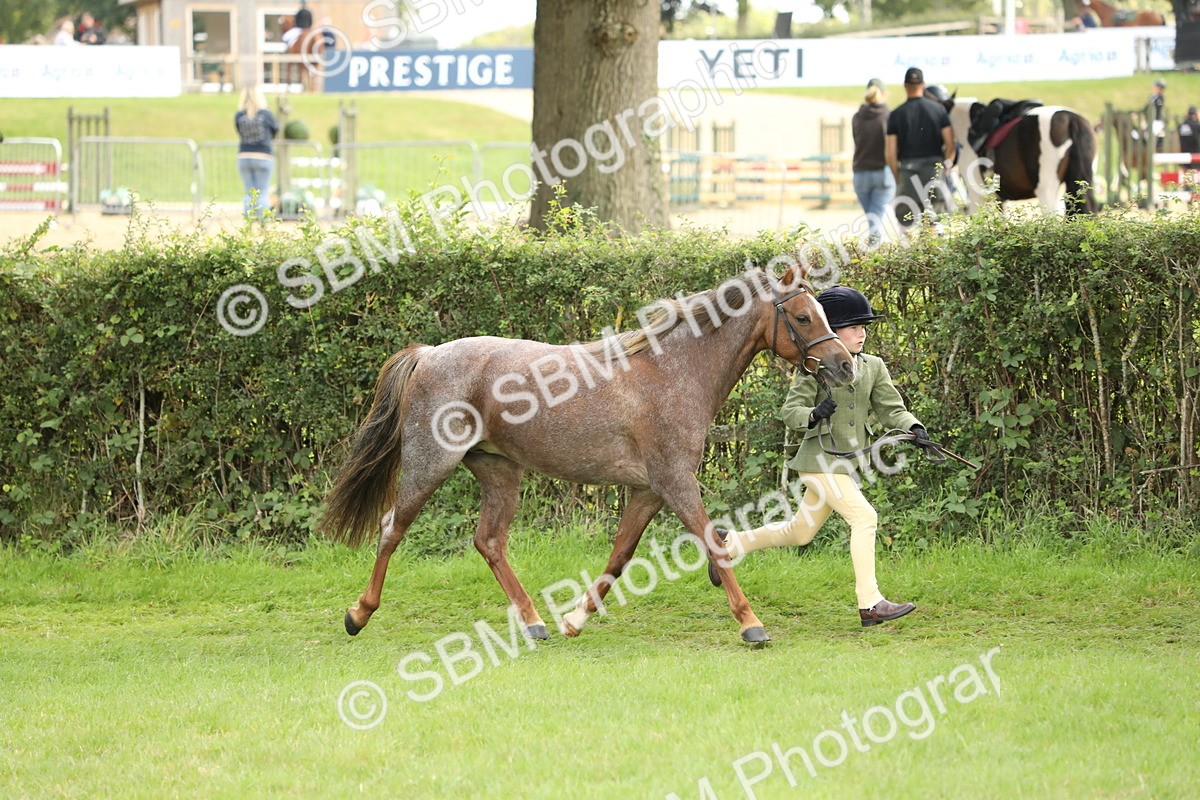 SBM_62750 - S46 - Mountain & Moorland In Hand Small Breeds