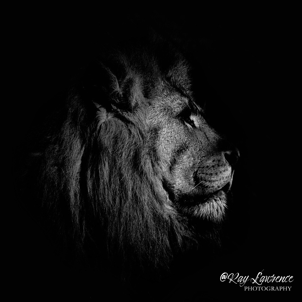 RLP_3189-1954 - Monochrome Zoo