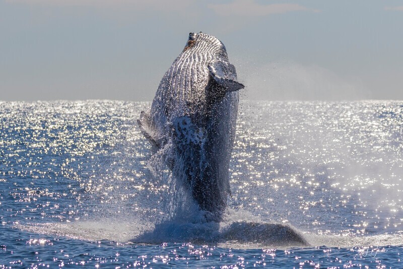 0A3A3288 - 2024 Whale Photos