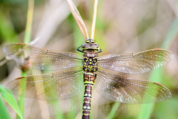 Female Common hawker - Dragonflies & Damselflies