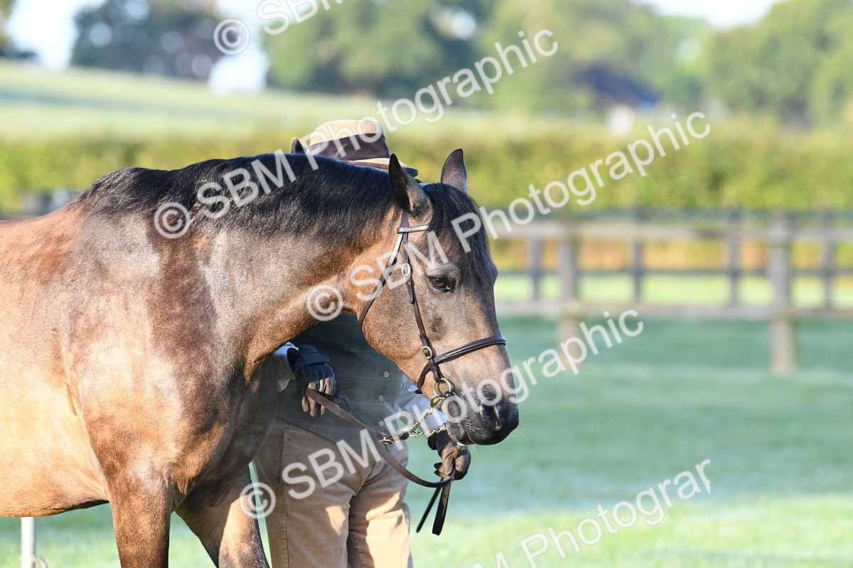 SBM_32426 - S15 - Condition & Turnout In Hand