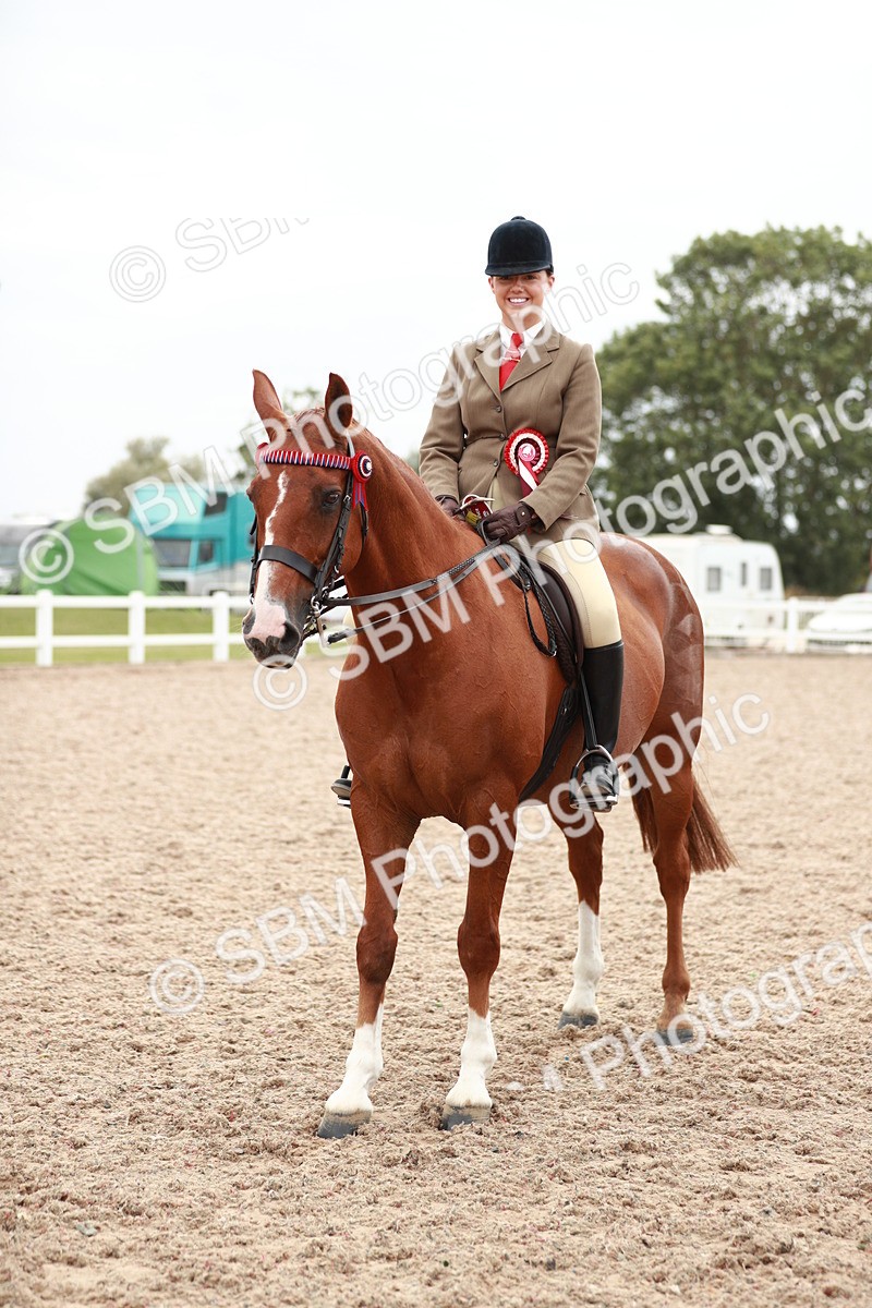 SBM_17629 - Class 215 Ridden Hack/ Riding Horse