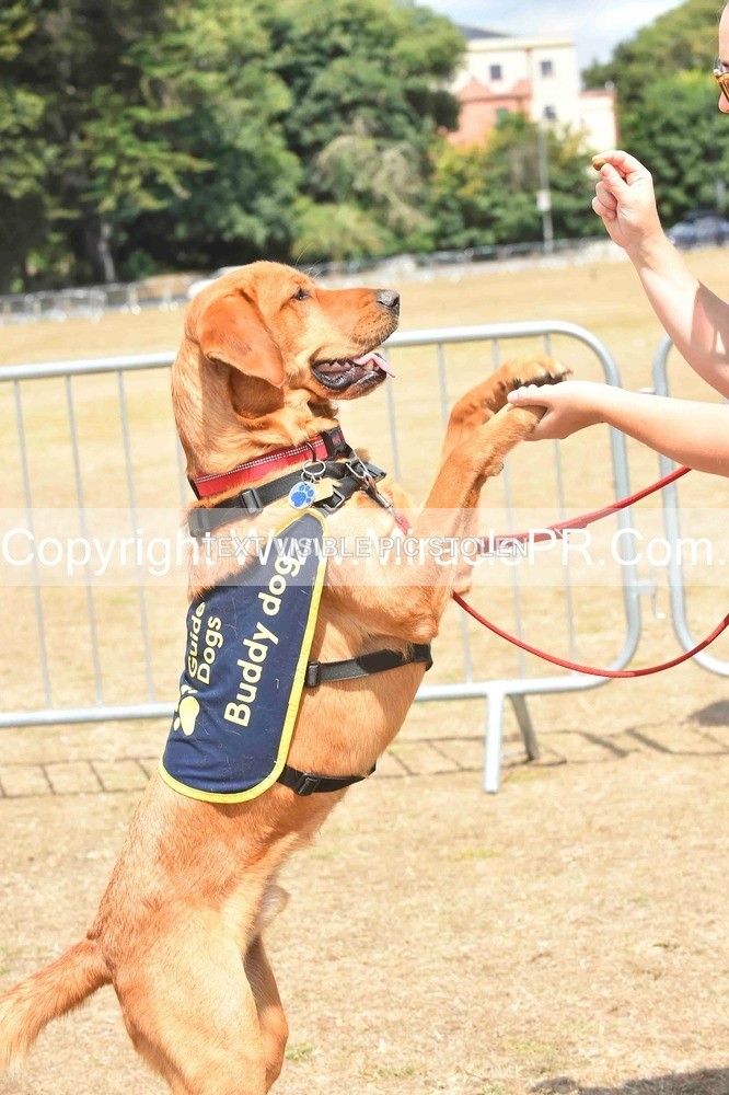 SH4_0218 - Dog show.
