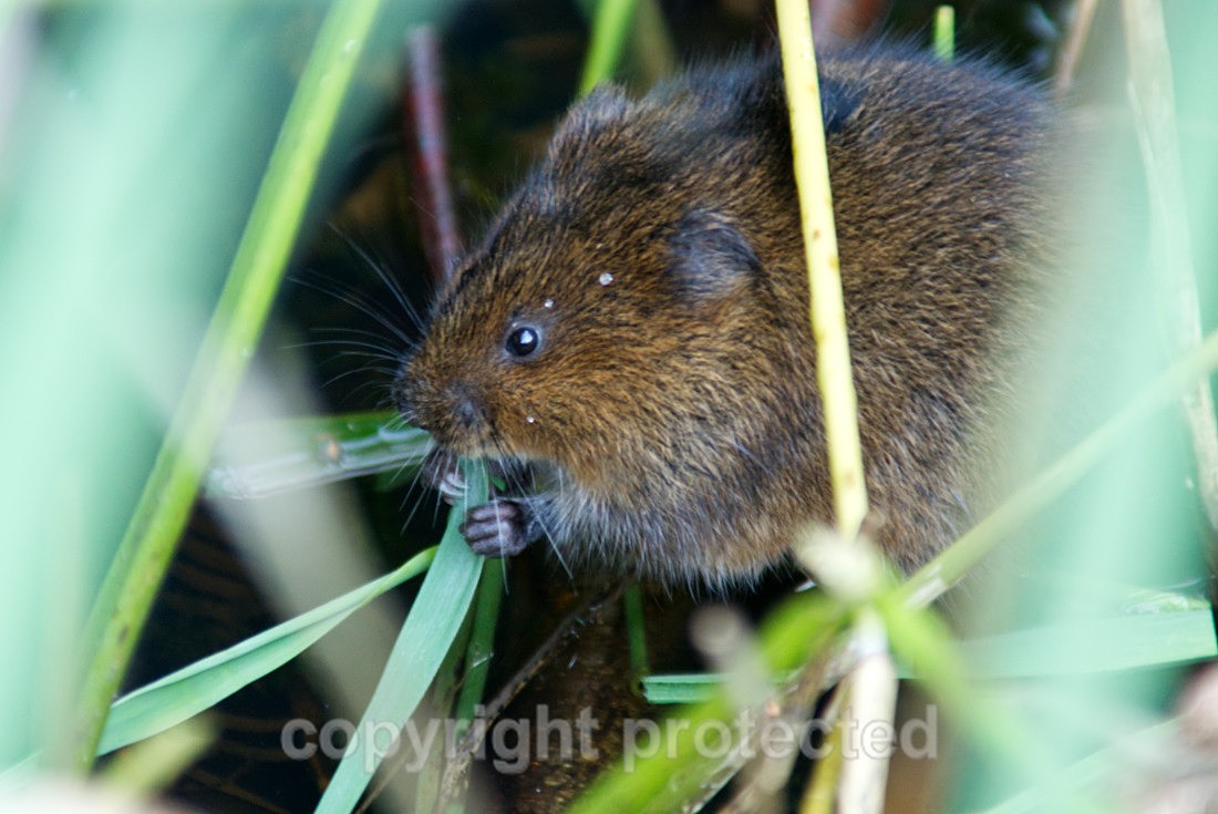 Water Vole - RSPB Minsmere - Suffolk - Mammals