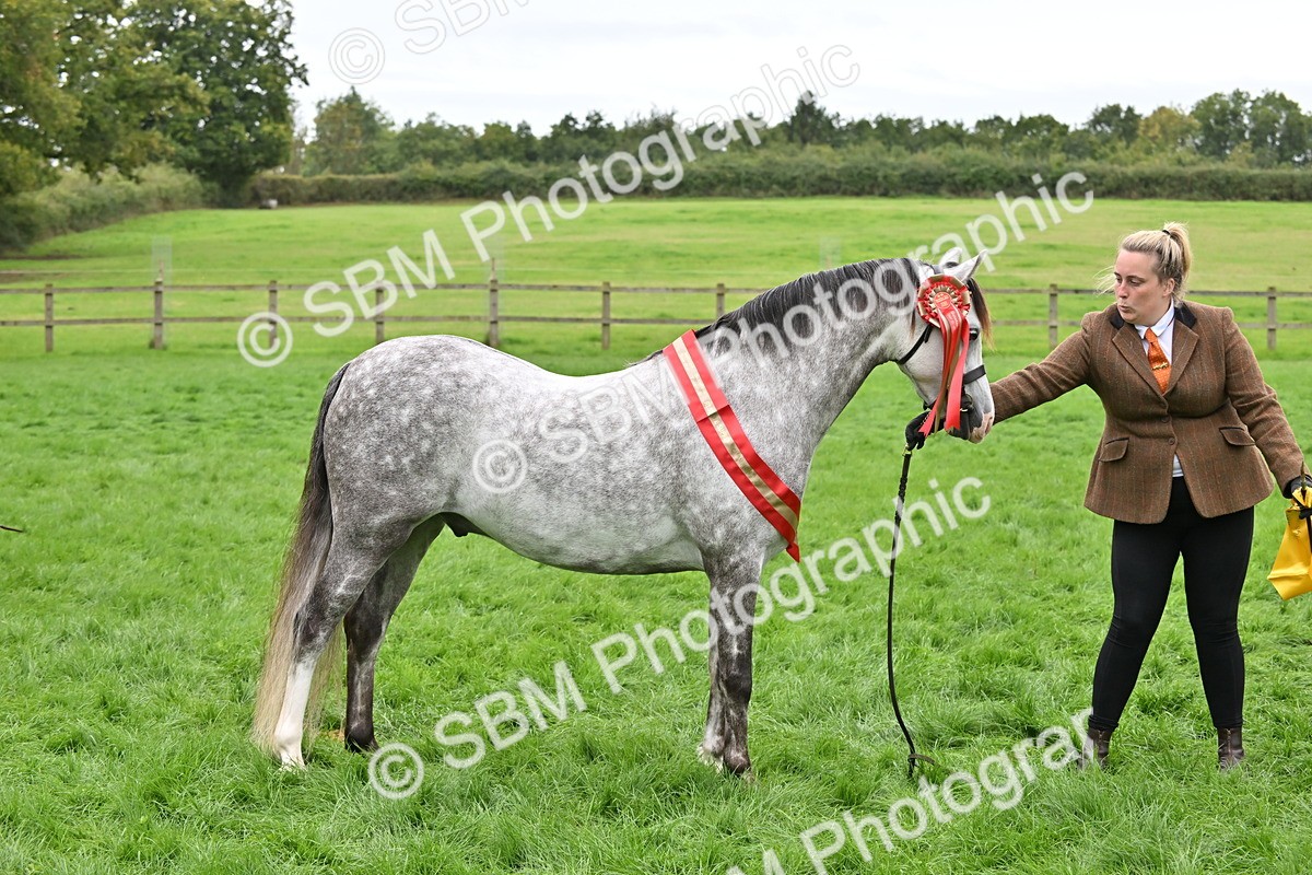 SBM_65022 - In Hand Pony & Younstock Supreme Championship