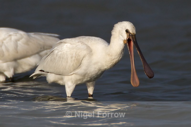 Spoonbill with open bill on Brownsea Island - Spoonbill