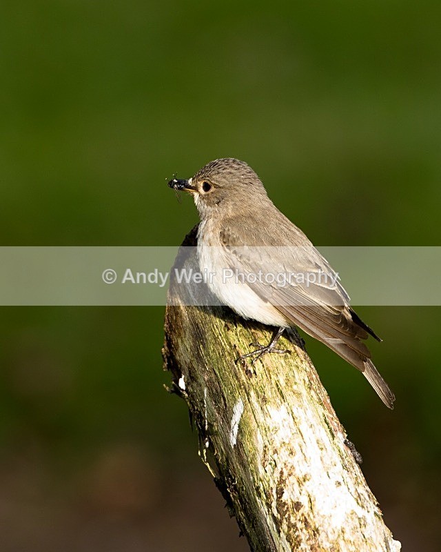 20110614-IMG_5818 - Flycatchers