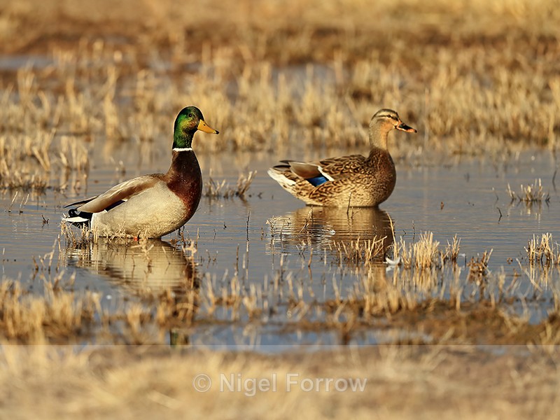 Mallards (male & female) at Bosque del Apache, New Mexico - Mallard
