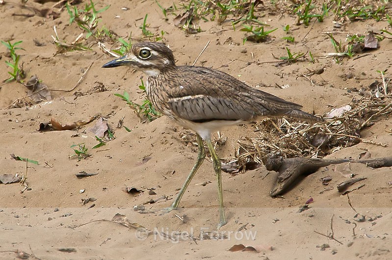 Water Thick-knee walking on sand - Water Thick-knee