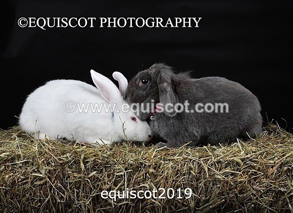 equiscot2019 - GIZMO & OSCAR