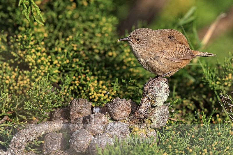 Cobb's Wren on gnarled branch, Carcass Island, Falklands - Cobb's Wren