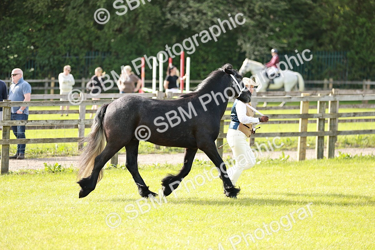 SBM_00698 - Class 14-23 - Mountain & Moorland In Hand Non Welsh