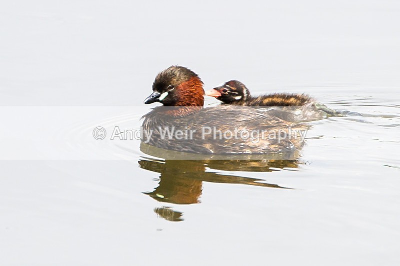 20140712-_MG_6698 - Gt. Crested & Little Grebes