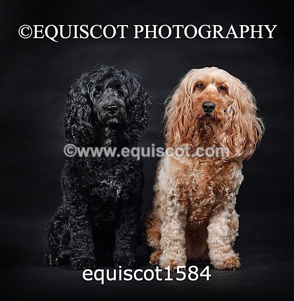 equiscot1584 - POPPY & EDDI
